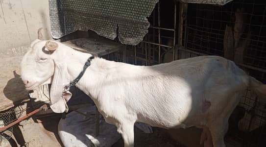 Gulabi Bakri Taiyaar Gabban