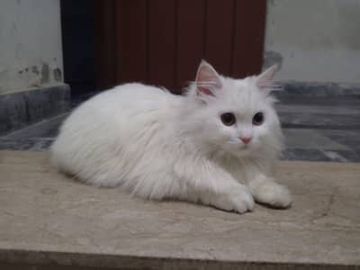 white Persian cat for sell