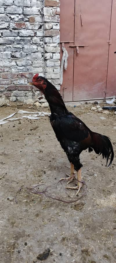 اصیل مرغا اور خوبصورت