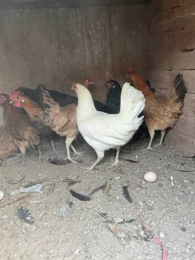 ando wali murghiya for sale sab anda da rahi ha