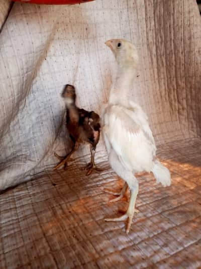 Shamo & dragon chicks for sale 03358734787