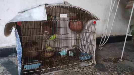 Australian Parrots with Cage ( pinjra + Birds)