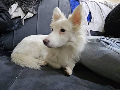 Male Russian Pista dog