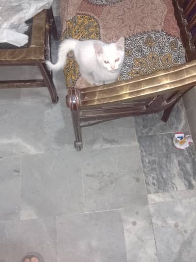 Persian cat sale urgently