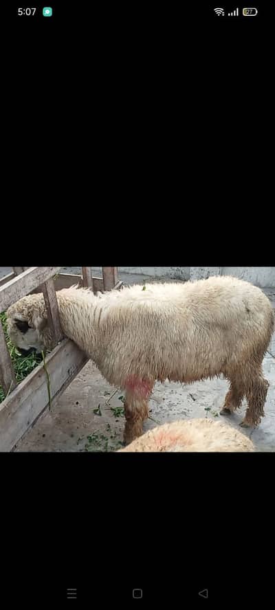 mundra | Top quality mundray | mundra male | Pure mundra for sale