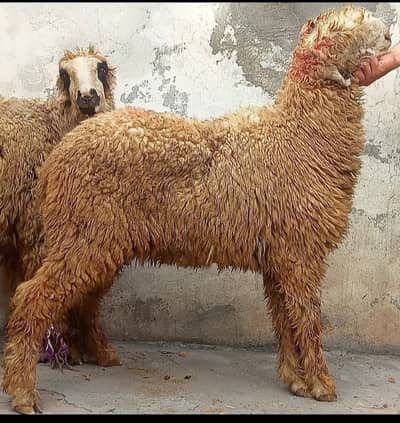 mundra | Top quality mundray | mundra male | Pure mundra for sale