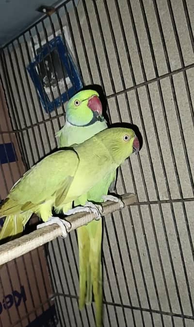 Yellow Split Femail only