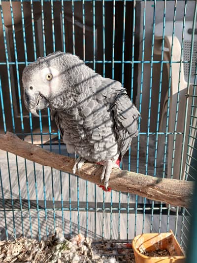 African grey extremely talking and healthy non dna