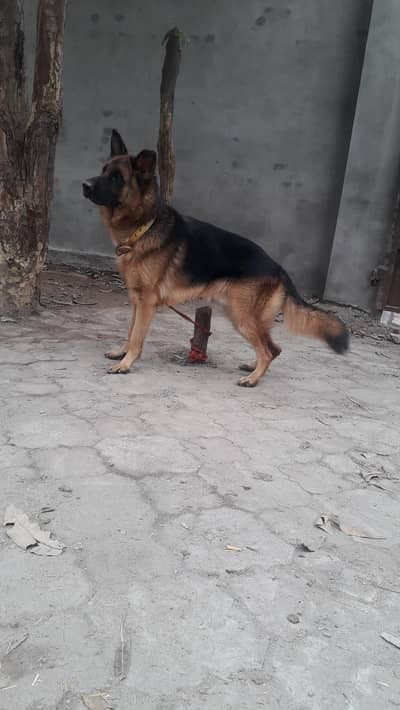 Show Quality Germwn shephered. .