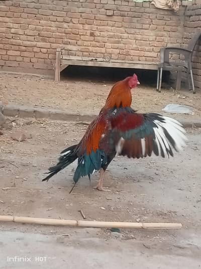 Asee cheena cross murga