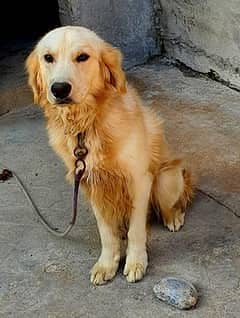 Golden Retriever | Golden Retriever Male | pedigreed Retiver  For Sale