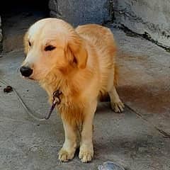 Golden Retriever | Golden Retriever Dog | Golden Retriever For Sale