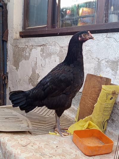 pure Desi hen for sale