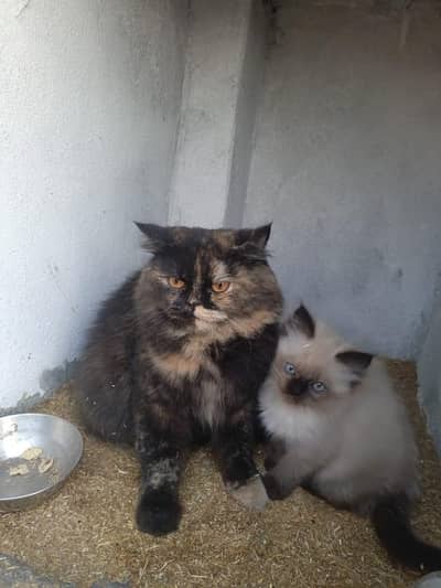 Breader persian female