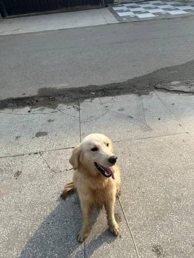 Golden Retriever Dog | Golden Retriever Male Dog For Sale