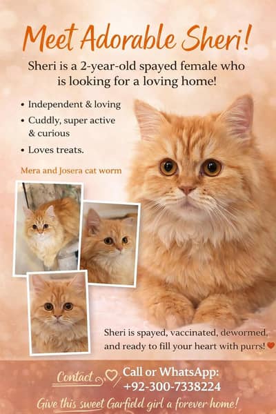 Male Persian Cat For Sale