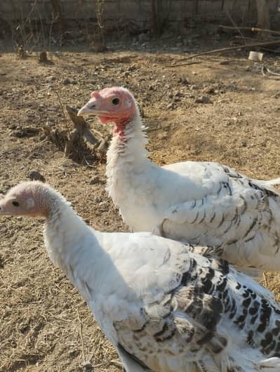 turkey bird for sale