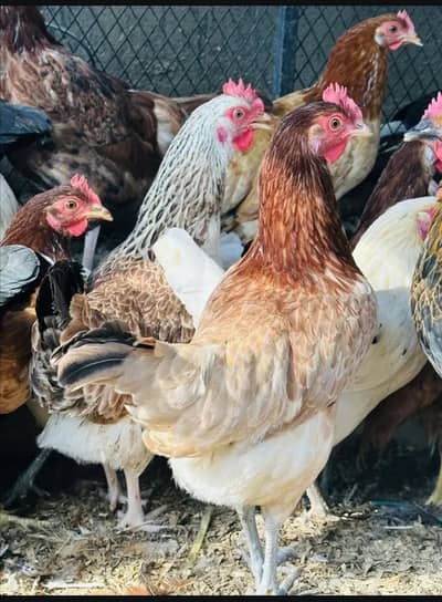 Desi Hens | Golden Misri | RIR | Hybrid  Hen | Egg laying hen
