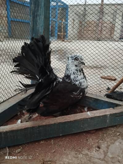 Breader pair ha for sale 03424486342