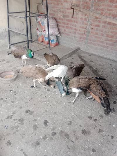 Black and Blue Shoulder pecocks Black and Blue Shoulder pecocks