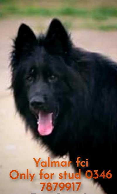 German shepherd Imported Fci Black male for stud