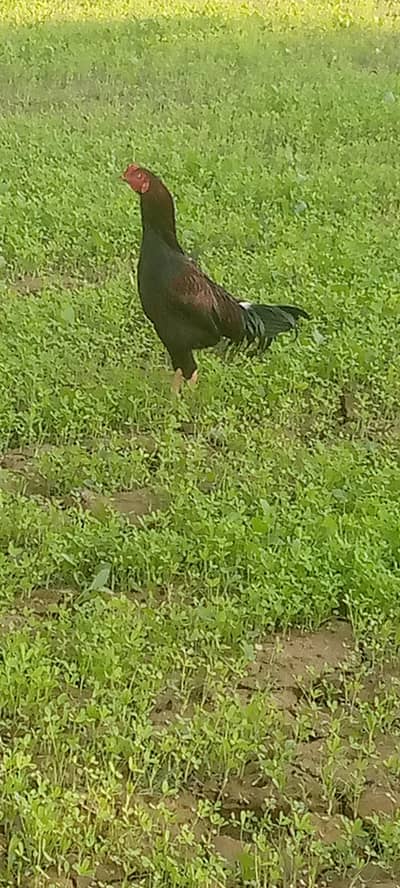 aseel murga for sale