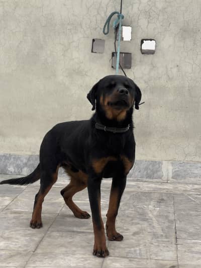 Male Rottweiler 6 Months | Vaccinated |