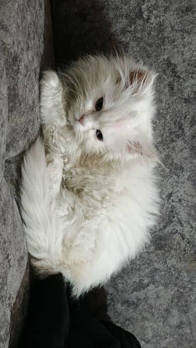 persian cat