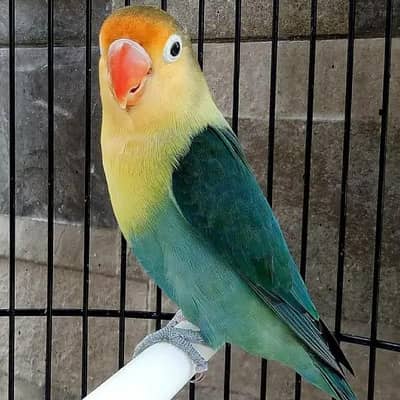 love bird and German fellow pair for sale urgent