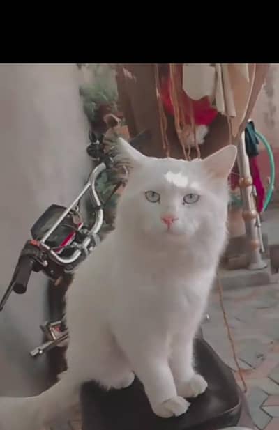 fully trained and playful