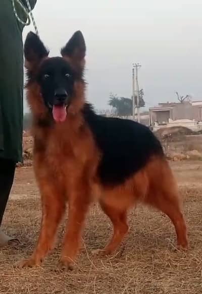 German Shepherd double coat female for sale