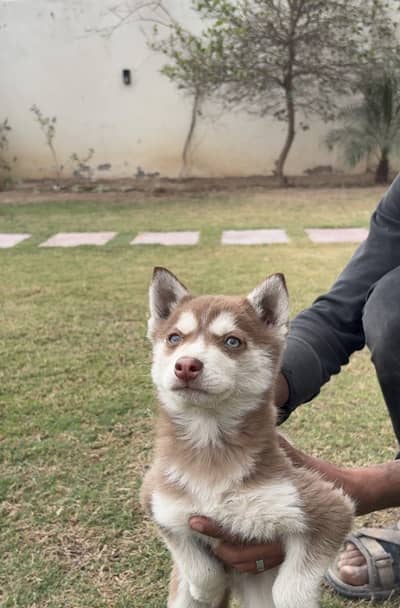 Siberian husky male pup