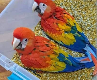 red macaw chicks