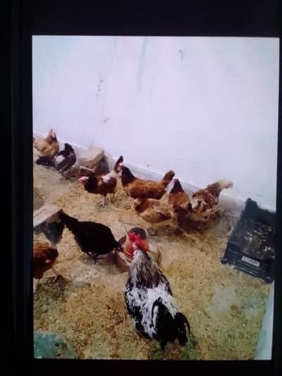 egg laying hens