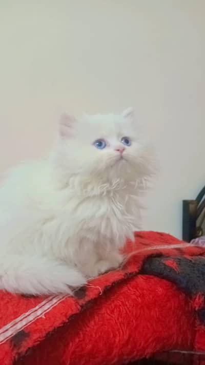 Persian kitten for sale.