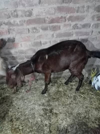bakri/path/goat for sale