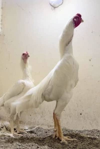 White king shamo eggs and chicks