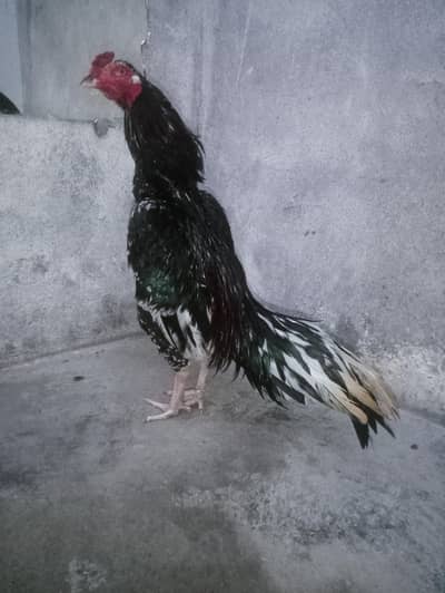 aseel phata china phata price final ha (03136417097)