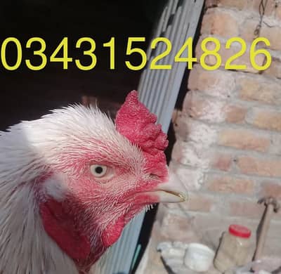 aseel heera murga / 03431524826