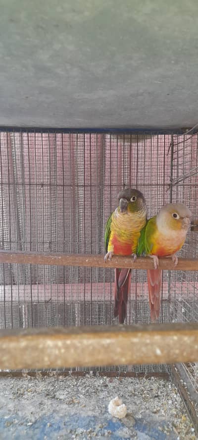 Pineapple × Green chick breeder pair with DNA and Tamed green chick