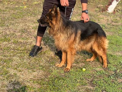 German shepherd For sale