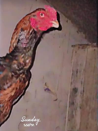 aseel murga our murgi. pure Pakistani breed