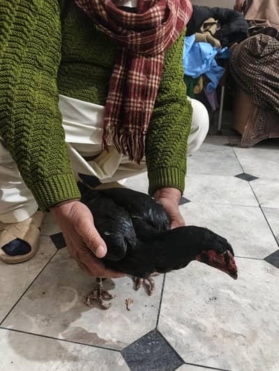 aseelmishki  male 2 and  3 mushki female. 2 pashori aseel female 2