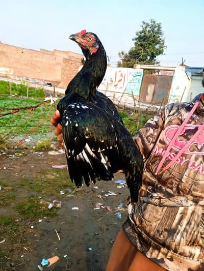 Aseel lasani (w)0323/98/45/711