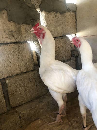 Kandhari Heera Aseel male. and heera aseel female