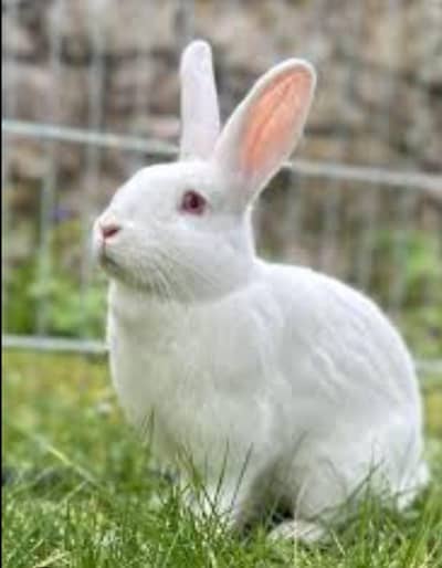 Newzland white, flamish and California rabbit all breeders available