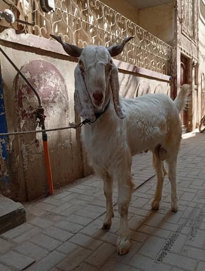 Bakra
