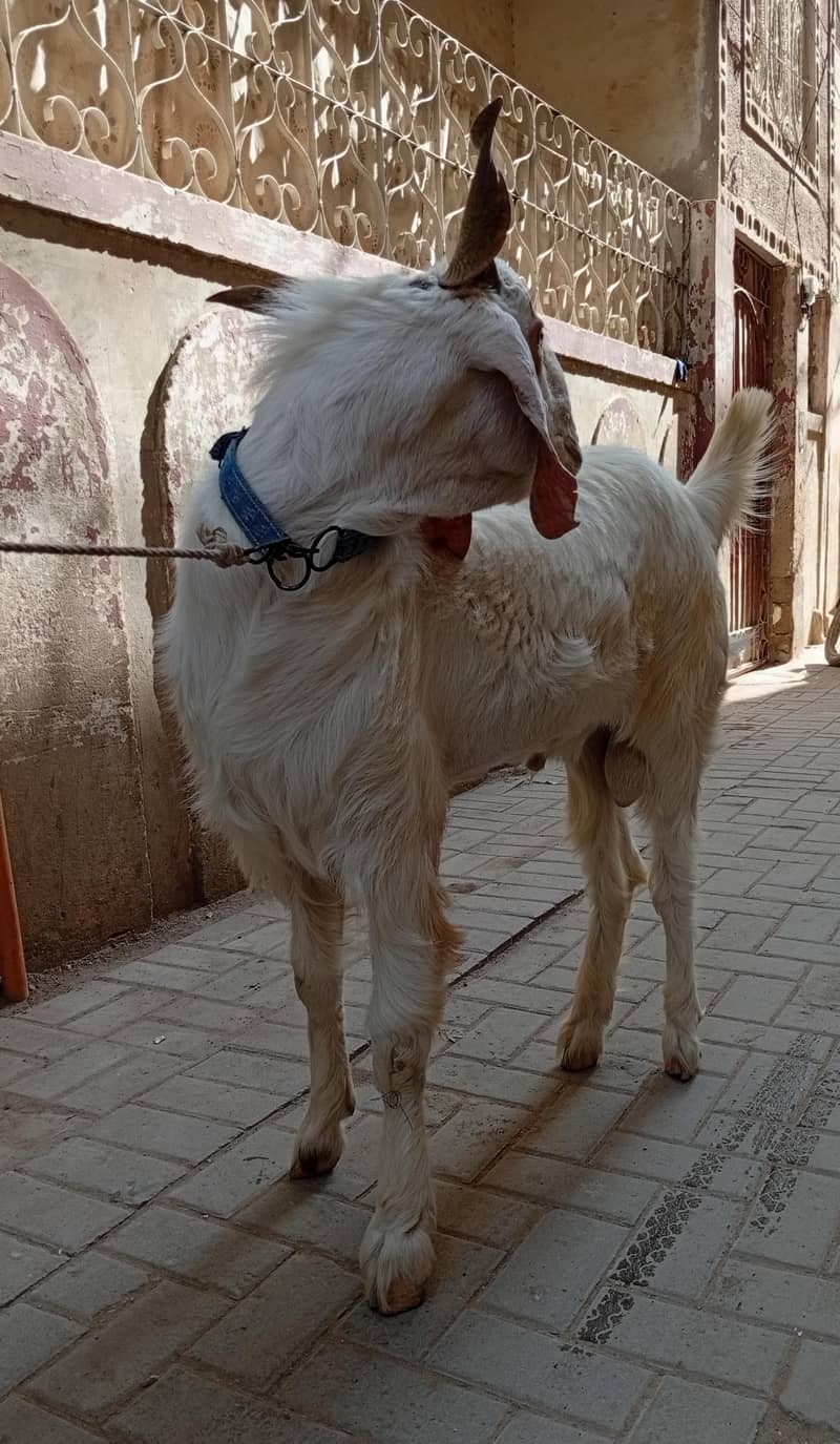 Bakra 1