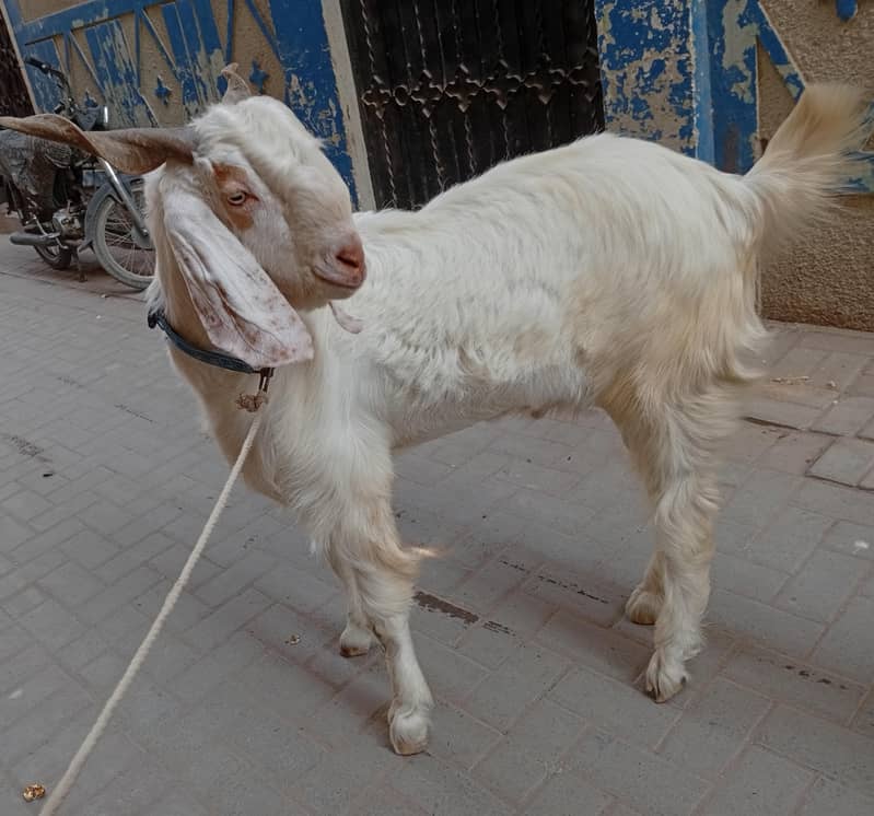 Bakra 3