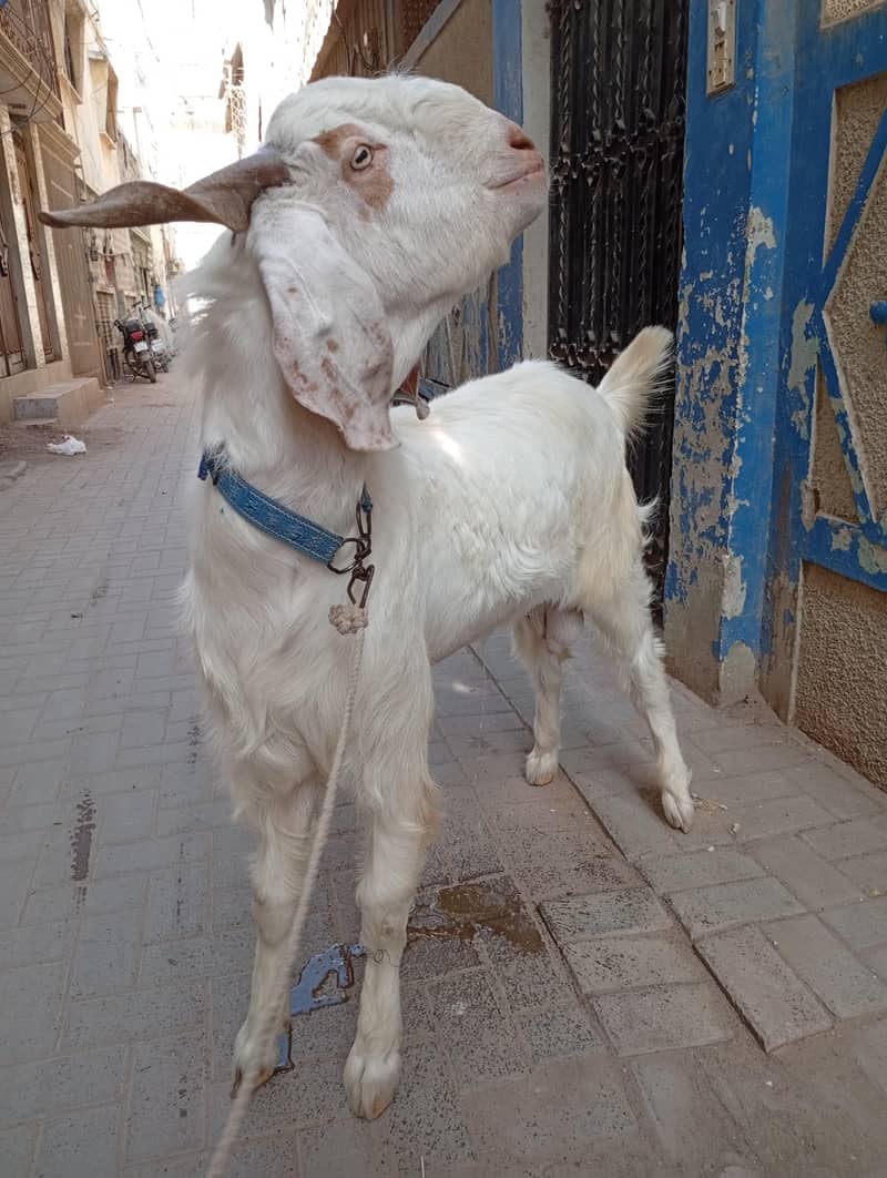 Bakra 4